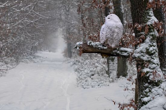 25 in Snowy Winter Photography